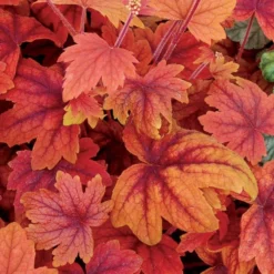 Handsome Heuchera Collection - Pack Of FOUR Evergreen Plants -Plant Garden World heuchera sweet tea750x750 1 1