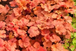 Heuchera Timeless Orange - Coral Bells -Plant Garden World heuchera timeless orange3