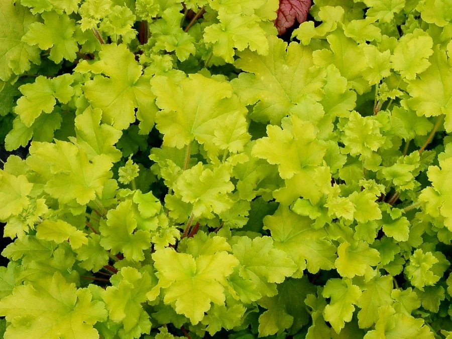 Heuchera Lime Marmalade 2 Heuchera Lime Marmalade - Image 2