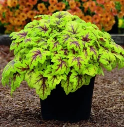 Handsome Heuchera Collection - Pack Of FOUR Evergreen Plants -Plant Garden World heuchera stoplight1 1