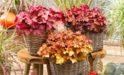 Handsome Heuchera Collection - Pack Of FOUR Evergreen Plants -Plant Garden World heucherai mix v1 1000x600 1
