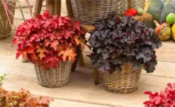 Handsome Heuchera Collection - Pack Of FOUR Evergreen Plants -Plant Garden World heucherai mix v2 1000x600 1