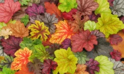 Handsome Heuchera Collection - Pack Of FOUR Evergreen Plants -Plant Garden World heucherai mix v3 1000x600 1