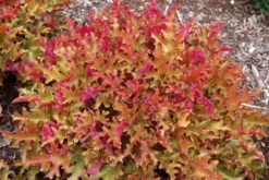 Heuchera Marmalade -Plant Garden World heucheramarmalade2b 1