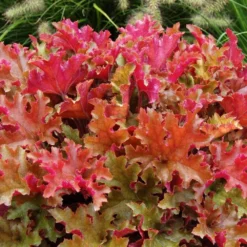 Handsome Heuchera Collection - Pack Of FOUR Evergreen Plants -Plant Garden World heucheramarmalade3 1 1