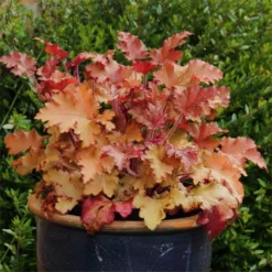 Heuchera Marmalade -Plant Garden World heucheramarmalade750x750 1