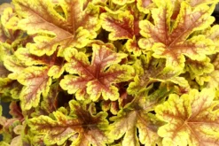 Heucherella Firecracker -Plant Garden World heucherella firecracker 3