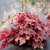 Heucherella Peach Tea