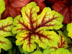 Heuchera Alabama Sunrise 6 Heuchera Alabama Sunrise -Plant Garden World heucherella alabama sunrise 1b