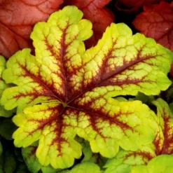 Handsome Heuchera Collection - Pack Of FOUR Evergreen Plants -Plant Garden World heucherella alabama sunrise 750x750 1 1