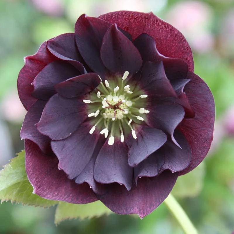 Helleborus Orientalis Double Ellen Purple 1 Helleborus Orientalis Double Ellen Purple