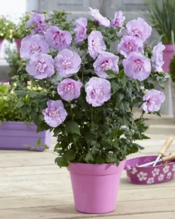 Hibiscus Syriacus LAVENDER Chiffon - Double Flowered Tree Hollyhock -Plant Garden World hibiscus lavender chiffon plant