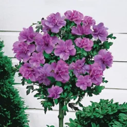 Double Rose Of Sharon Tree - Hibiscus Duc De Brabant -Plant Garden World hibiscus tree double purple 1