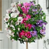 Extra Large Tricolour Hibiscus Tree - Three Colours On One Tree!