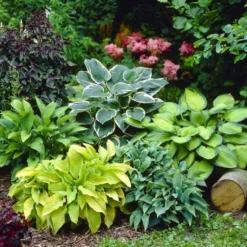 Premier Hosta Collection Shade Mixture - Pack Of TEN -Plant Garden World hosta collection6 750x750 1