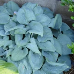 Hosta Fragrant Blue 5 Hosta Fragrant Blue -Plant Garden World hosta fragrant blue 1