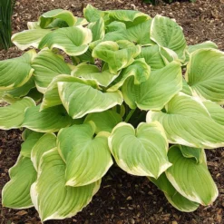 Hosta Fragrant Bouquet -Plant Garden World hosta fragrant bouquet