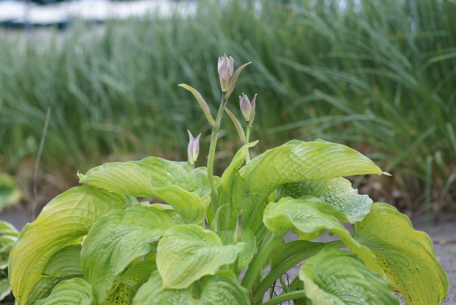 Hosta 'California Gold Rush' Pack Of 3 Bare Root 1 Hosta 'California Gold Rush' Pack Of 3 Bare Root