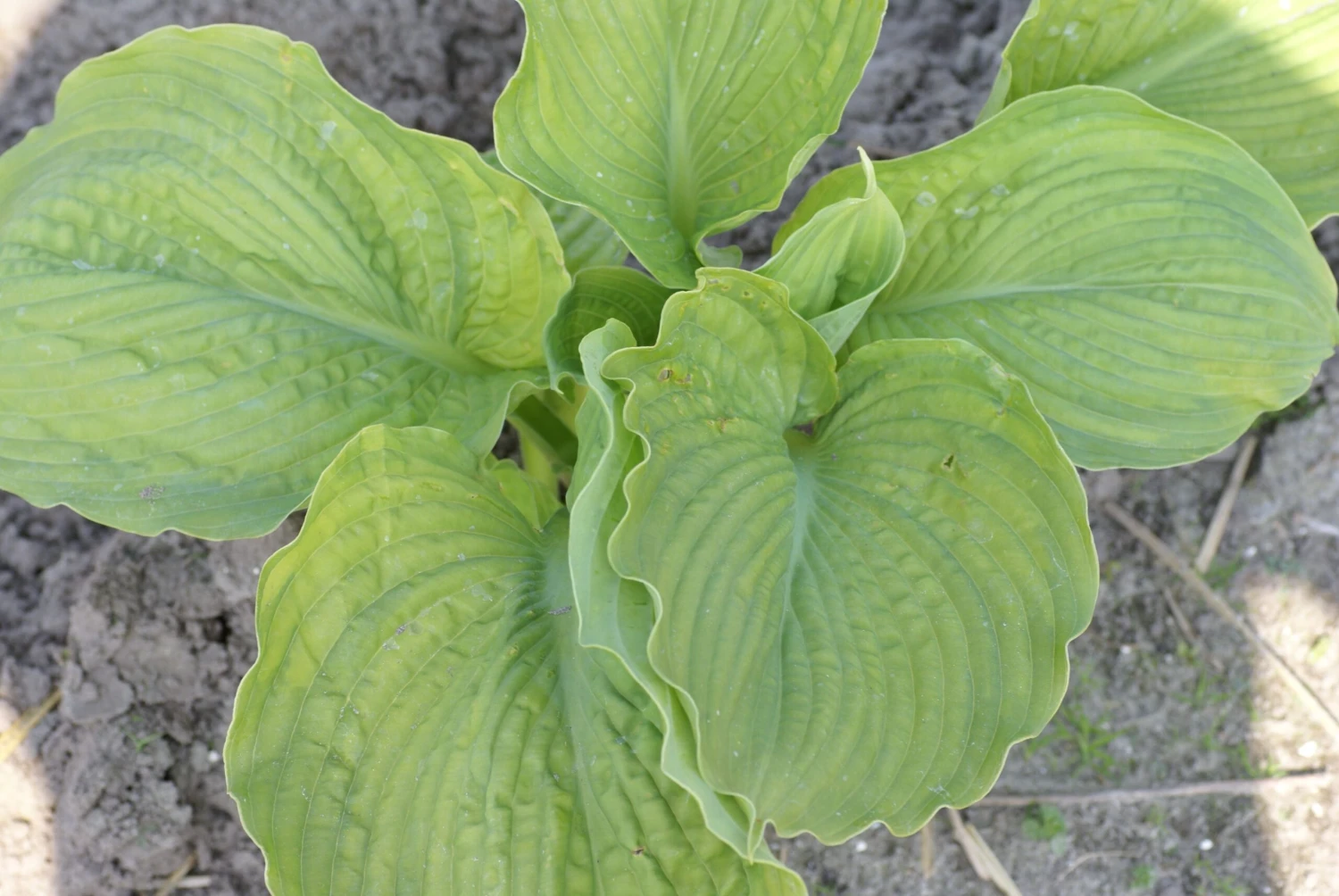 Hosta 'California Gold Rush' Pack Of 3 Bare Root 2 Hosta 'California Gold Rush' Pack Of 3 Bare Root - Image 2