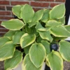 Hosta 'Fragrant King' Pack Of 3 Bare Root