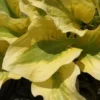 Hosta ''Glad Rags' - Pack Of 3 Bare Root