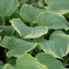 Hosta 'Mardi Gras - Pack Of 3 Bare Root