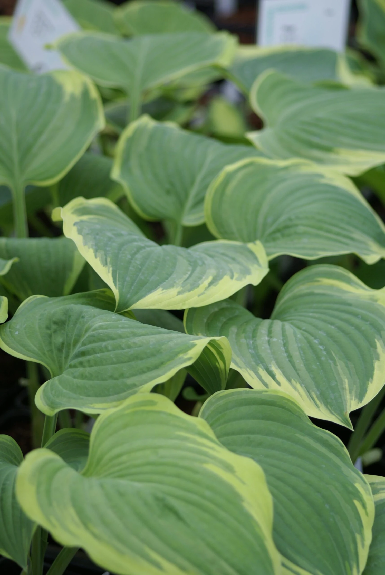 Hosta 'Mardi Gras - Pack Of 3 Bare Root 1 Hosta 'Mardi Gras - Pack Of 3 Bare Root