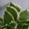 Hosta 'Red Hot Poker'- Pack Of 3 Bare Root