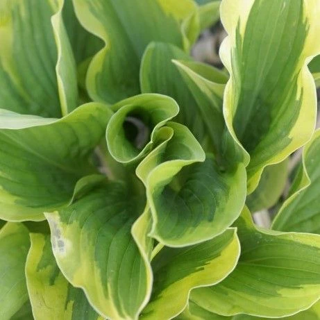 Hosta 'Riveria Sunset' - Pack Of 3 Bare Root 1 Hosta 'Riveria Sunset' - Pack Of 3 Bare Root