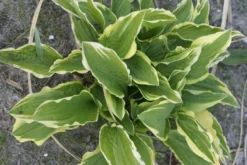Hosta 'Rubies And Ruffles' - Pack Of 3 Bare Root