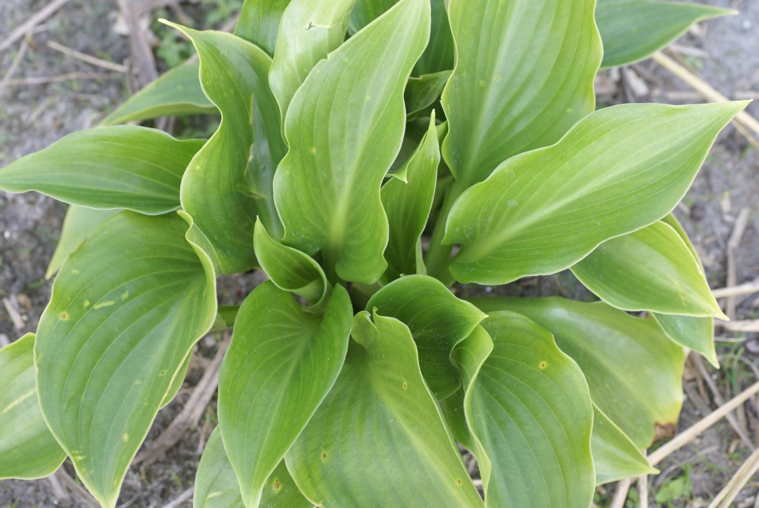 Hosta 'Shiny Sonata' - Pack Of 3 Bare Root