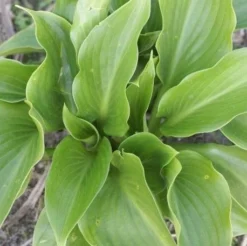 Plant Garden World -Plant Garden World hosta shiny sonata 5 1