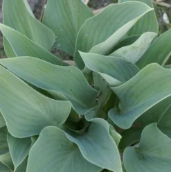 Hosta 'Smoke Signals' - Pack Of 3 Bare Root