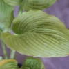 Hosta 'Sutter's Mill' - Pack Of 3 Bare Root