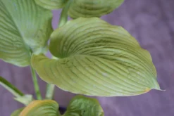 Hosta 'Sutter's Mill' - Pack Of 3 Bare Root