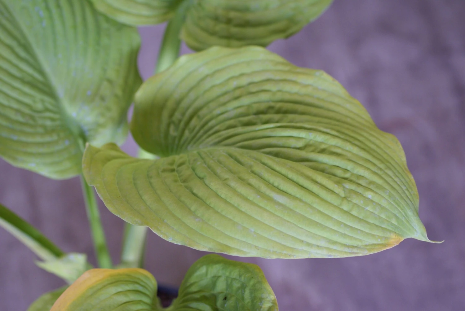 Hosta 'Sutter's Mill' - Pack Of 3 Bare Root 1 Hosta 'Sutter's Mill' - Pack Of 3 Bare Root