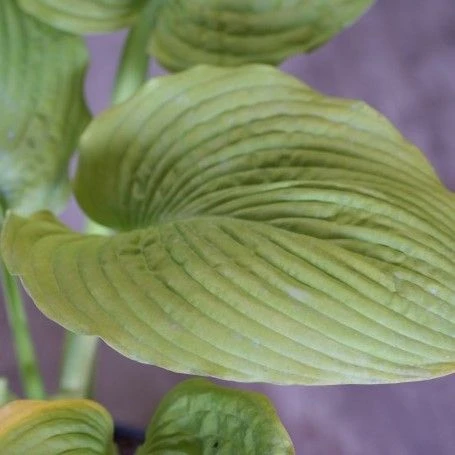 Hosta 'Sutter's Mill' - Pack Of 3 Bare Root 2 Hosta 'Sutter's Mill' - Pack Of 3 Bare Root - Image 2