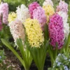 Designer Collection: Sweet Candy Pastel Mixed Hyacinths - Pack Of 8 Bulbs