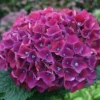 SPECIAL DEAL - Hydrangea PURPLE TRIUMPH - Giant Flowered Mauve Mophead Hydrangea - XXXL Plants