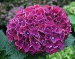 SPECIAL DEAL - Hydrangea PURPLE TRIUMPH - Giant Flowered Mauve Mophead Hydrangea - XXXL Plants