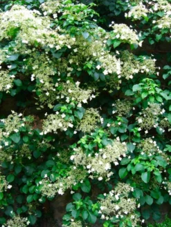 Hydrangea Anomala Petiolaris - Climbing Hydrangea - Circa 80-100cms Tall -Plant Garden World hydrangea petiolaris 1