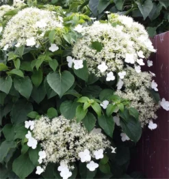 Hydrangea Anomala Petiolaris - Climbing Hydrangea - Circa 80-100cms Tall