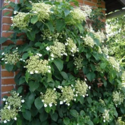 Hydrangea Anomala Petiolaris - Climbing Hydrangea - Circa 80-100cms Tall -Plant Garden World hydrangea petiolaris climbing hydrangea 3