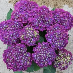 GIANT PURPLE MOPHEAD - Hydrangea Macrophylla Rodeo Deep Purple - Large Flowered Mophead Hydrangea - XXXL Plants -Plant Garden World hydrangea rodeo purple 4