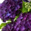 GIANT PURPLE MOPHEAD - Hydrangea Macrophylla Rodeo Deep Purple - Large Flowered Mophead Hydrangea - XXXL Plants