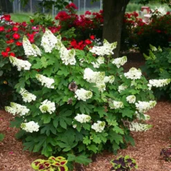 Hydrangea Quercifolia Ruby Slippers - Oakleaf Hydrangea -Plant Garden World hydrangea ruby slippers1 1