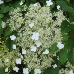 Hydrangea Petiolaris - Climbing Hydrangea - Circa 130-150cm