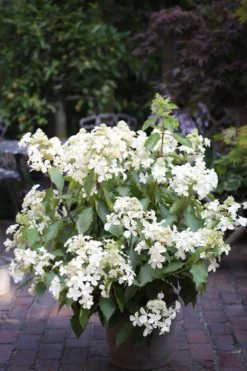 Hydrangea Paniculata 'Butterfly' -Plant Garden World hydrangea paniculata butterfly2 scaled