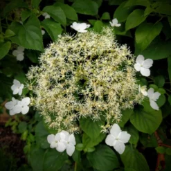 Hydrangea Petiolaris - Climbing Hydrangea - Circa 130-150cm -Plant Garden World hydrangea petiolaris 1 3