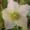Helleborus Orientalis 'Iced Lime' - Hellebore - NEW & EXCLUSIVE